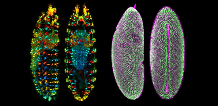 Neurons,Development